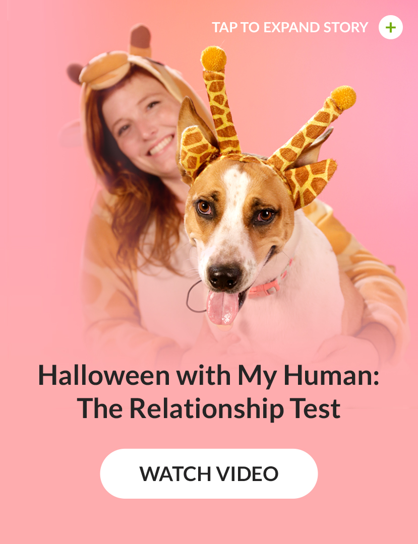 Halloween with My Human: The Relationship Test. Watch Video!
