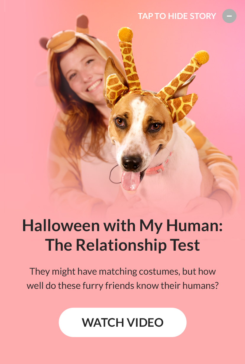 Halloween with My Human: The Relationship Test. Watch Video!