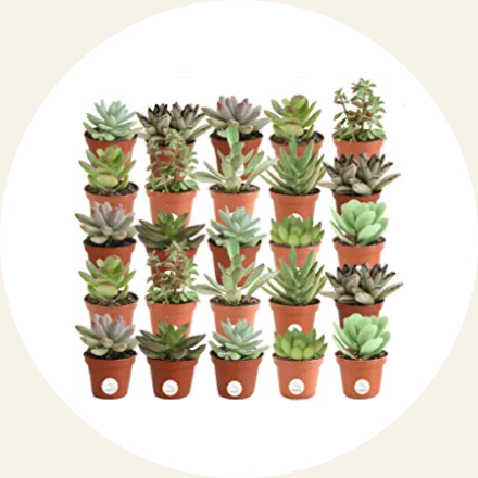 Mini Live Succulents